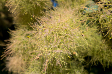 Infruttescenze piumose  dell’albero della nebbia