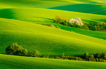 Green wavy hills in South Moravia