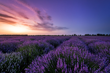 Fototapeta na wymiar Beautiful image of lavender field Summer sunset.