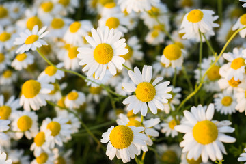 Blossom Daisy White yellow flowers background