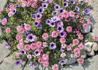 Pot of colorful flowers