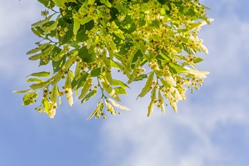 Blooming linden branches against blue sky, lime tree in bloom