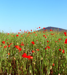 Poppy field in summer