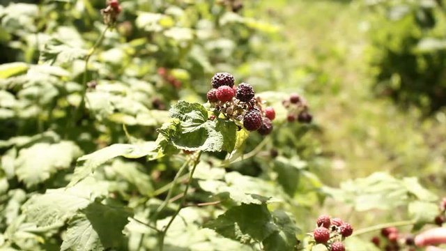 Child plucks ripe raspberries