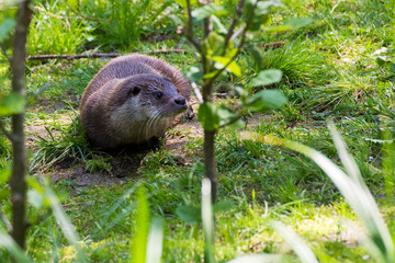 otter in bavarian forest