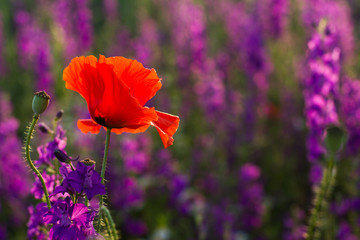 Fototapeta premium Czerwone maki w polu fioletowych kwiatów o zachodzie słońca