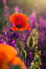 Obraz premium Red poppies in a field of violet flowers at sunset