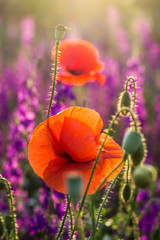 Red poppies in a field of violet flowers at sunset © icephotography