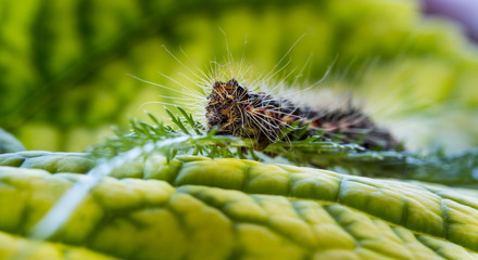 Caterpillar on green leaf close up macro