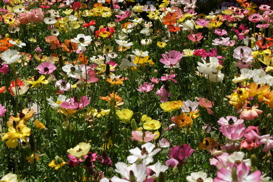 Persian Buttercups, Eram Gardens, Shiraz, Iran