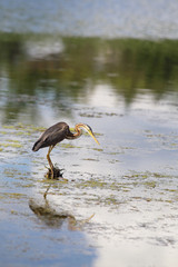 Grey Heron in search of food