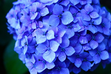 雨と紫陽花５