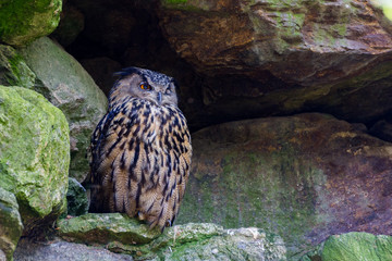 eagle owl