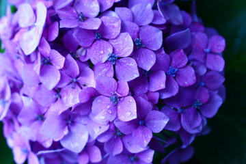 雨と紫陽花４