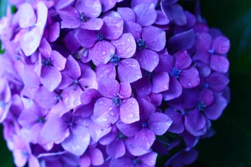 Crédence de cuisine en verre imprimé Hortensia 雨と紫陽花４