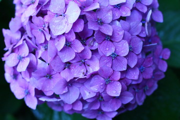 雨と紫陽花２