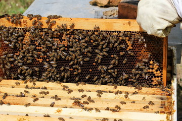 Beekeeper is working with bees and beehives on apiary