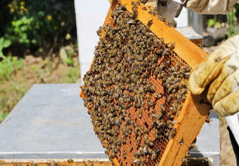 Beekeeper is working with bees and beehives on apiary