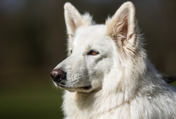 White Samoyed Dog