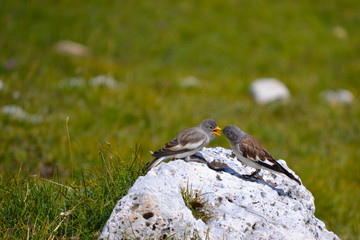 Feeding time for two birds