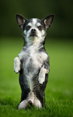 Chihuahua Dog on Grass