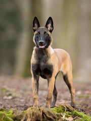 Purebred Belgian Malinois Dog