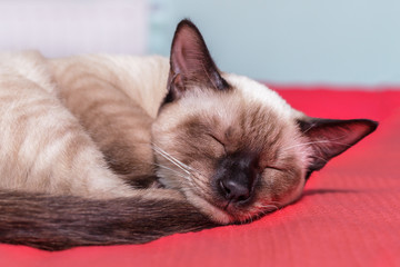 Thai cat asleep in bed.
