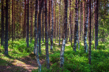 Obraz premium High dynamic range birch forest on the lake. Picturesque location for hunting, fishing and camping.