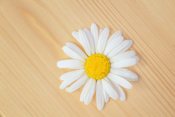 Obraz premium Beautiful Daisy flower lies on a wooden Board with texture
