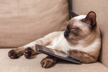 Young beautiful Thai cat lying on the couch and playing with a mobile phone. Pet selects an...