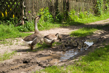 A goose and a goose with goslings on the grass