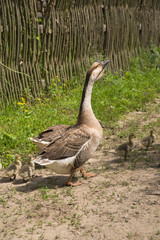 Two geese and goslings on the grass