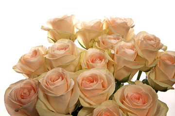 bouquet of white roses on a white background