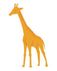 Obraz premium African animal icon. giraffe design. vector graphic
