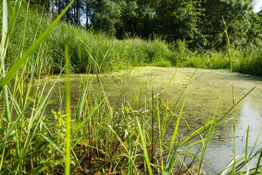 Naturteich