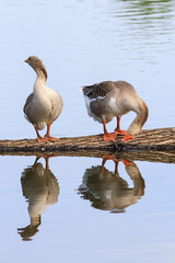 two Greylag geese stand on a log and reflected in the water