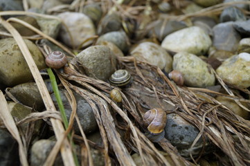 Schnecken im Steinbeet 