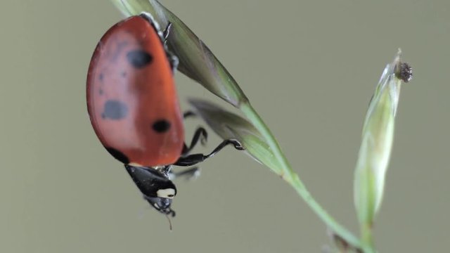 Ladybug Sitting on Grass Stalk. Insect ladybug settled on a stalk of grass. Ladybug wiggles her paws and head. 
