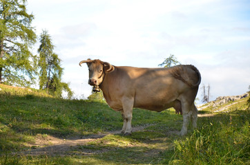 Vache des alpages