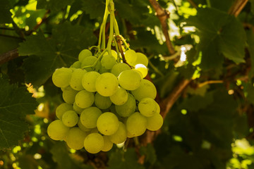 Vineyard in the Israeli settlement in the center of the country