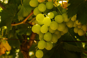 Vineyard in the Israeli settlement in the center of the country