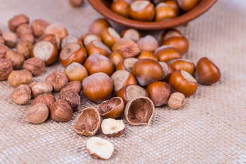 fresh hazelnuts photo illustration
