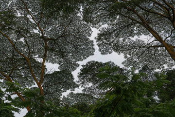 Upper Branches Of Tree. Low Angle View. Woods Background. View the sky through the branches of trees from below - 113777298