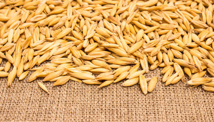 grain oats on canvas