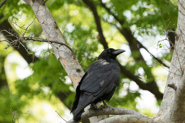 Raven standing in lush green trees looking