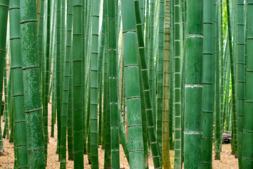 Bamboo groove from Arashiyama, Kyoto, Japan