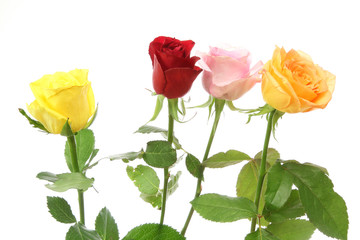 薔薇