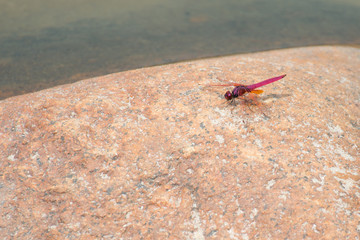 Red dragonfly stay on the stone. Pink dragonfly resting on a rock near the water