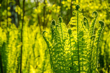summer landscape . fern growing in the summer forest. the sun's rays pass through the plant and provide pleasant shade