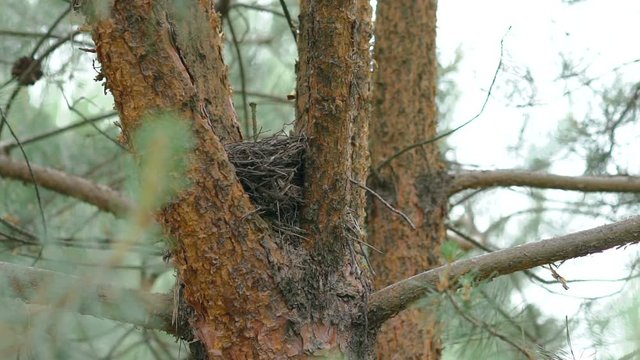 Birds nest on the evergreen coniferous tree